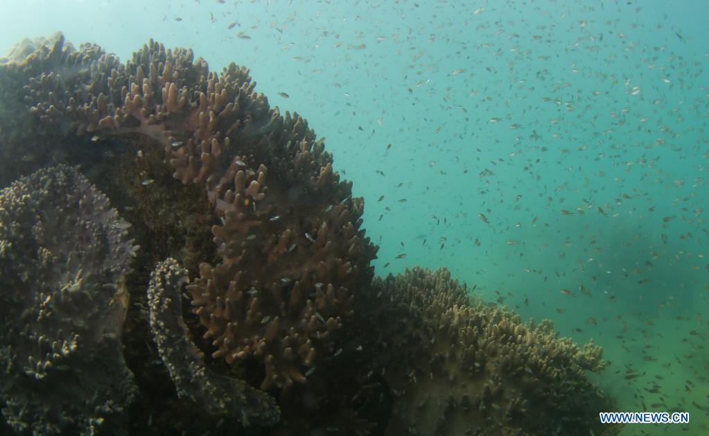 Photo taken on March 18, 2021 shows coral and schools of fish in the sea of Yazhou Bay in Sanya, south China's Hainan Province. The ecological restoration demonstration in Yazhou Bay has achieved initial effects. The project is proposed based on the urgent need for the restoration of Hainan coastal ecosystem. Researchers carry out systematic ecological restoration activities for the coral reef ecosystem around Dongluo Island. Thanks to researchers' work, the survival rate of coral has reached more than 70 percent. And the coral coverage rate has increased by 10 percent. (Xinhua/Yang Guanyu)