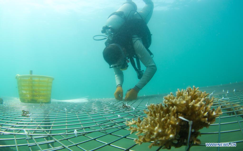 A staff member of an institute of ecological studies on coral plants coral on reef-like artificial coral reef nurseries of Yazhou Bay in Sanya, south China's Hainan Province, March 18, 2020. The ecological restoration demonstration in Yazhou Bay has achieved initial effects. The project is proposed based on the urgent need for the restoration of Hainan coastal ecosystem. Researchers carry out systematic ecological restoration activities for the coral reef ecosystem around Dongluo Island. Thanks to researchers' work, the survival rate of coral has reached more than 70 percent. And the coral coverage rate has increased by 10 percent. (Xinhua/Yang Guanyu)
