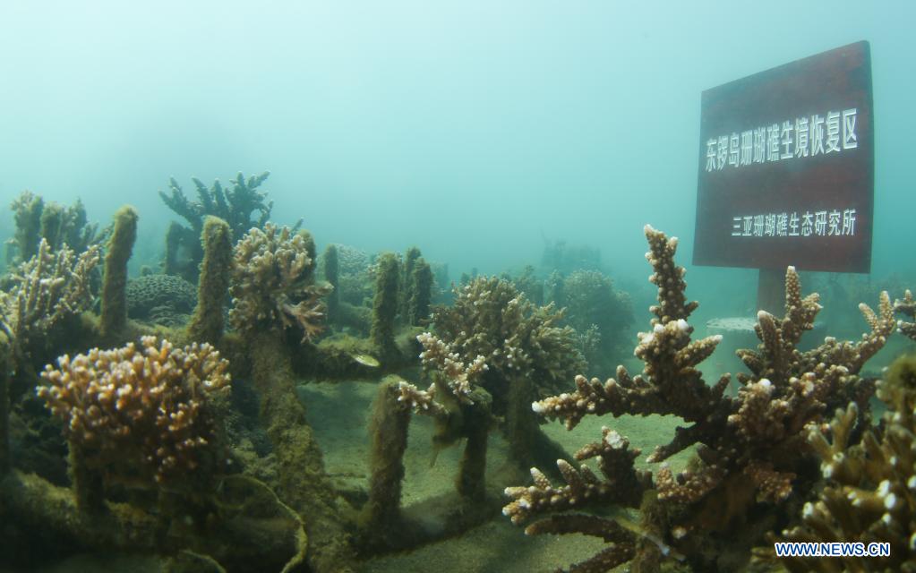 Photo taken on March 18, 2021 shows an area for coral restoration near the Dongluo Island in Yazhou Bay of Sanya, south China's Hainan Province. The ecological restoration demonstration in Yazhou Bay has achieved initial effects. The project is proposed based on the urgent need for the restoration of Hainan coastal ecosystem. Researchers carry out systematic ecological restoration activities for the coral reef ecosystem around Dongluo Island. Thanks to researchers' work, the survival rate of coral has reached more than 70 percent. And the coral coverage rate has increased by 10 percent. (Xinhua/Yang Guanyu)