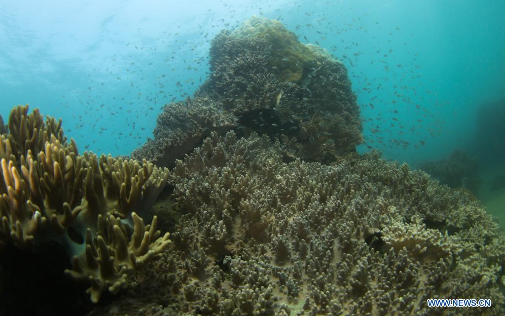 Photo taken on March 18, 2021 shows coral and schools of fish in the sea of Yazhou Bay in Sanya, south China's Hainan Province. The ecological restoration demonstration in Yazhou Bay has achieved initial effects. The project is proposed based on the urgent need for the restoration of Hainan coastal ecosystem. Researchers carry out systematic ecological restoration activities for the coral reef ecosystem around Dongluo Island. Thanks to researchers' work, the survival rate of coral has reached more than 70 percent. And the coral coverage rate has increased by 10 percent. (Xinhua/Yang Guanyu)