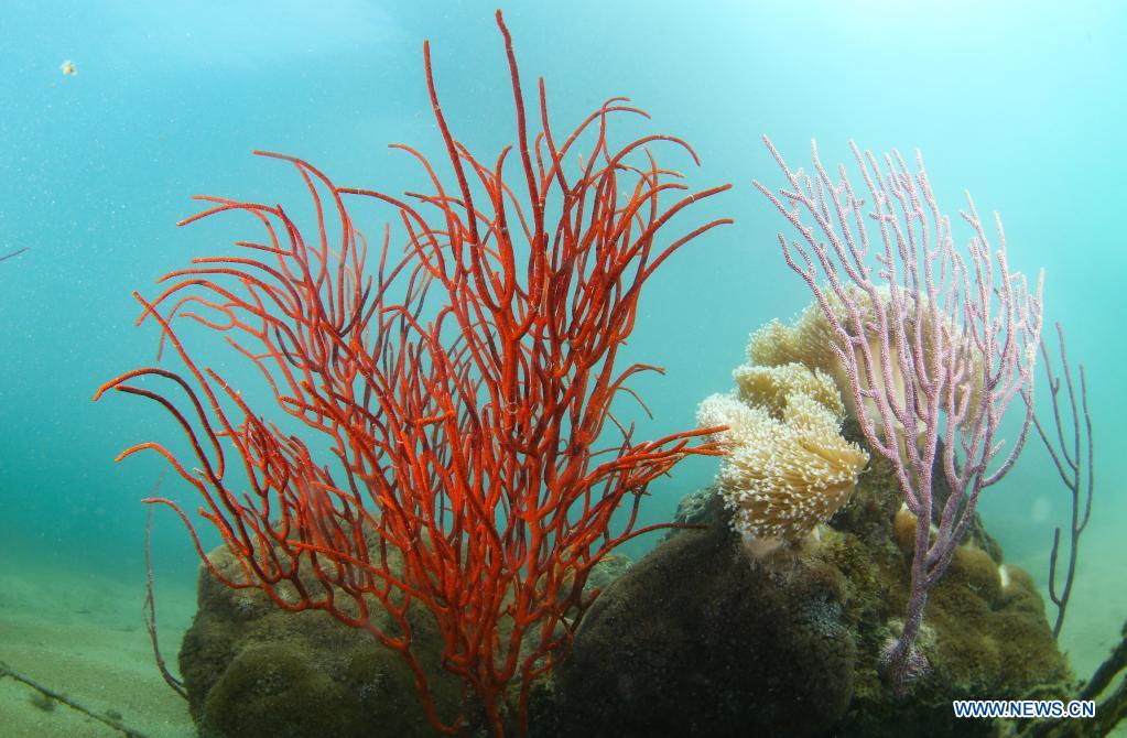 Photo taken on March 17, 2021 shows coral in the sea of Yazhou Bay in Sanya, south China's Hainan Province. The ecological restoration demonstration in Yazhou Bay has achieved initial effects. The project is proposed based on the urgent need for the restoration of Hainan coastal ecosystem. Researchers carry out systematic ecological restoration activities for the coral reef ecosystem around Dongluo Island. Thanks to researchers' work, the survival rate of coral has reached more than 70 percent. And the coral coverage rate has increased by 10 percent. (Xinhua/Yang Guanyu)