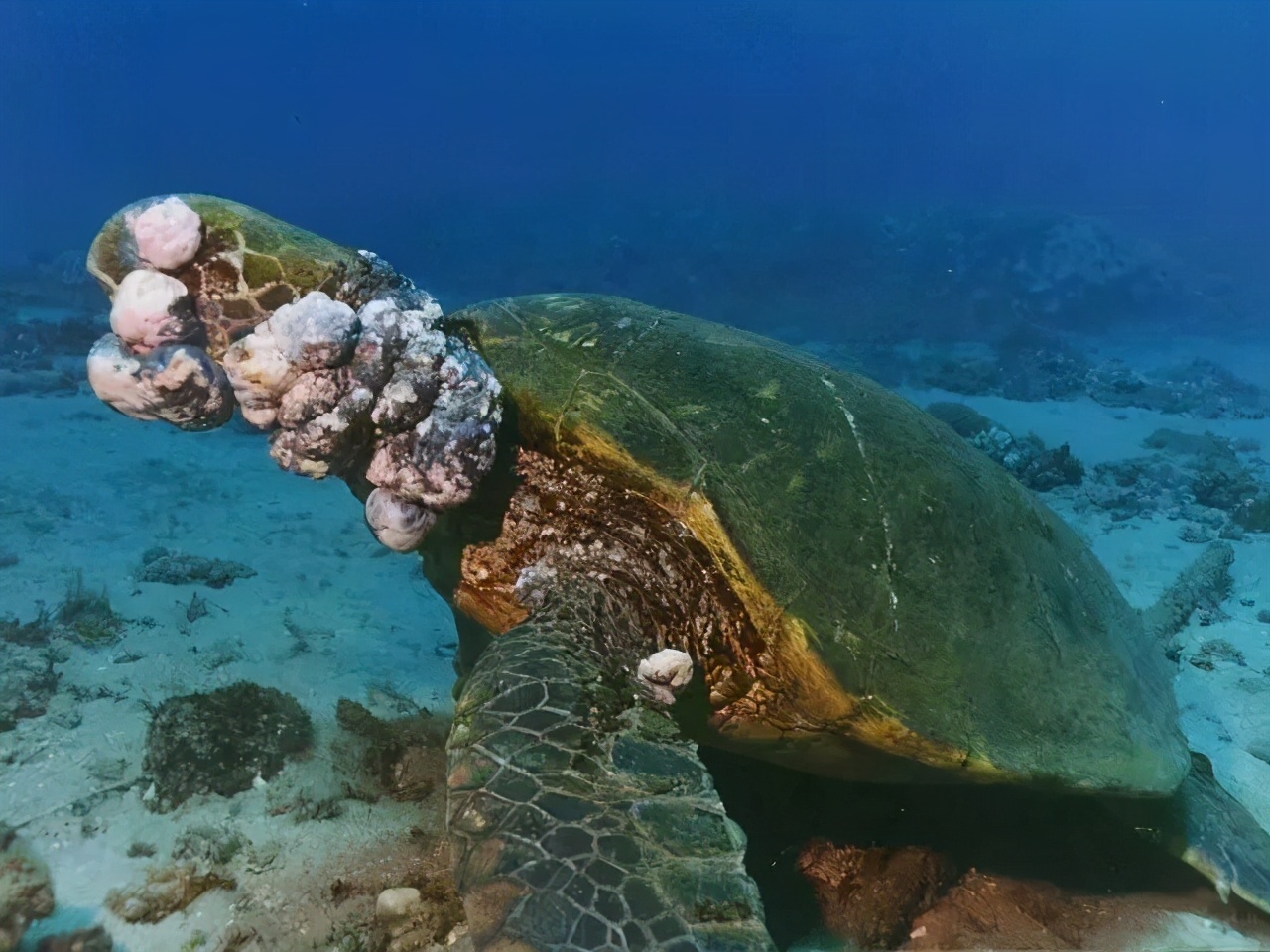 你知道有哪些常吃的海鱼吗？带你认识7种常见的海鱼，每种都好吃_鱿鱼