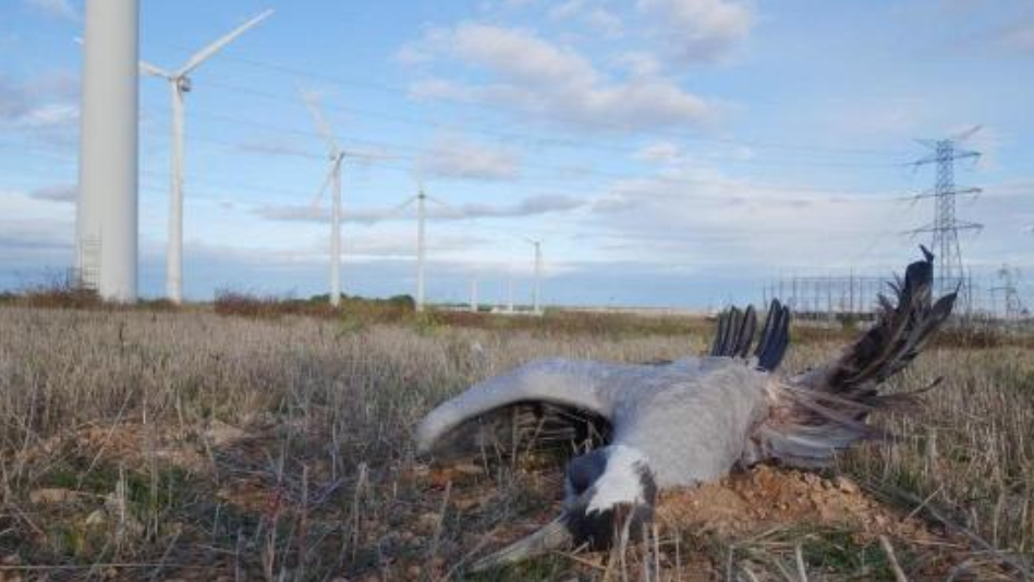 风力发电危害有多大，每年44万只鸟死于它手，我国该大力推广吗？风能风力发电电能_新浪新闻