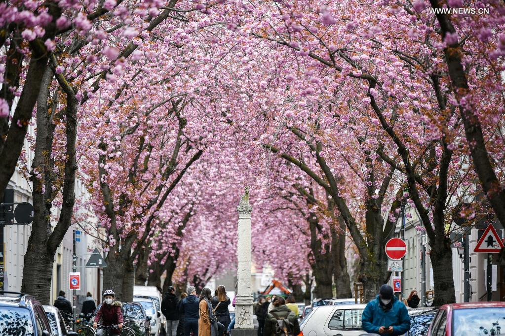 Blooming cherry trees are seen in Bonn, Germany, April 13, 2021. (Photo by Ulrich Hufnagel/Xinhua)