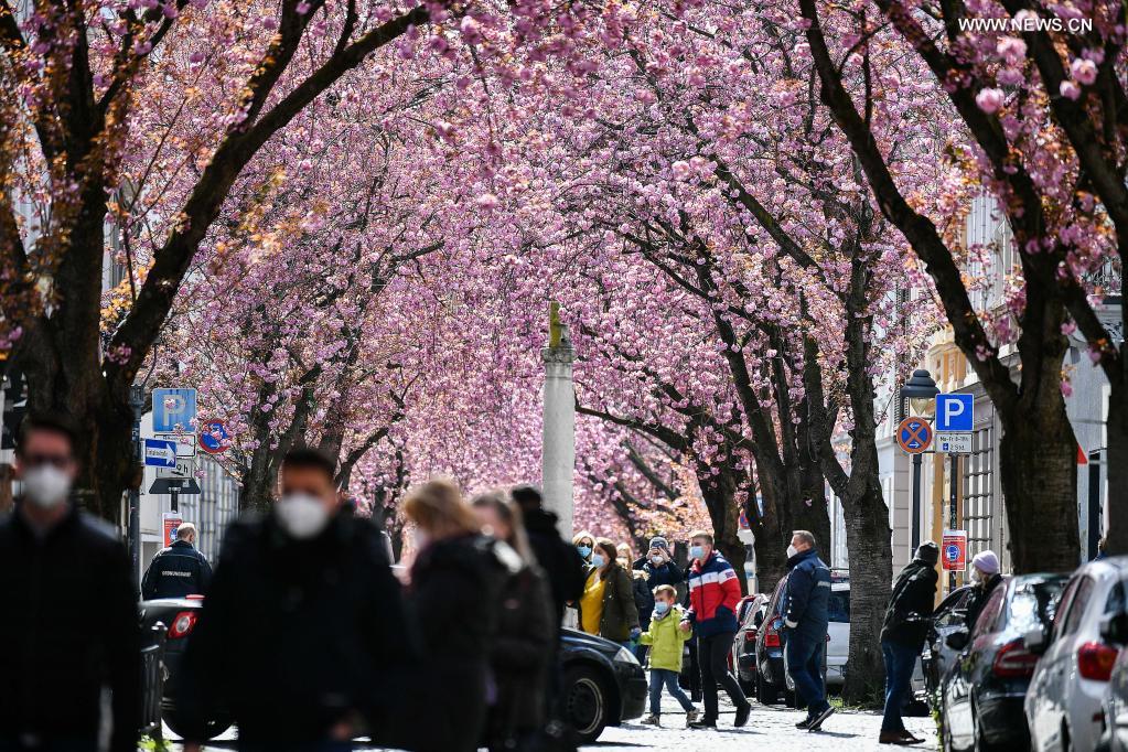 Visitors enjoy the sight of blooming cherry trees in Bonn, western Germany, April 13, 2021. (Photo by Ulrich Hufnagel/Xinhua)