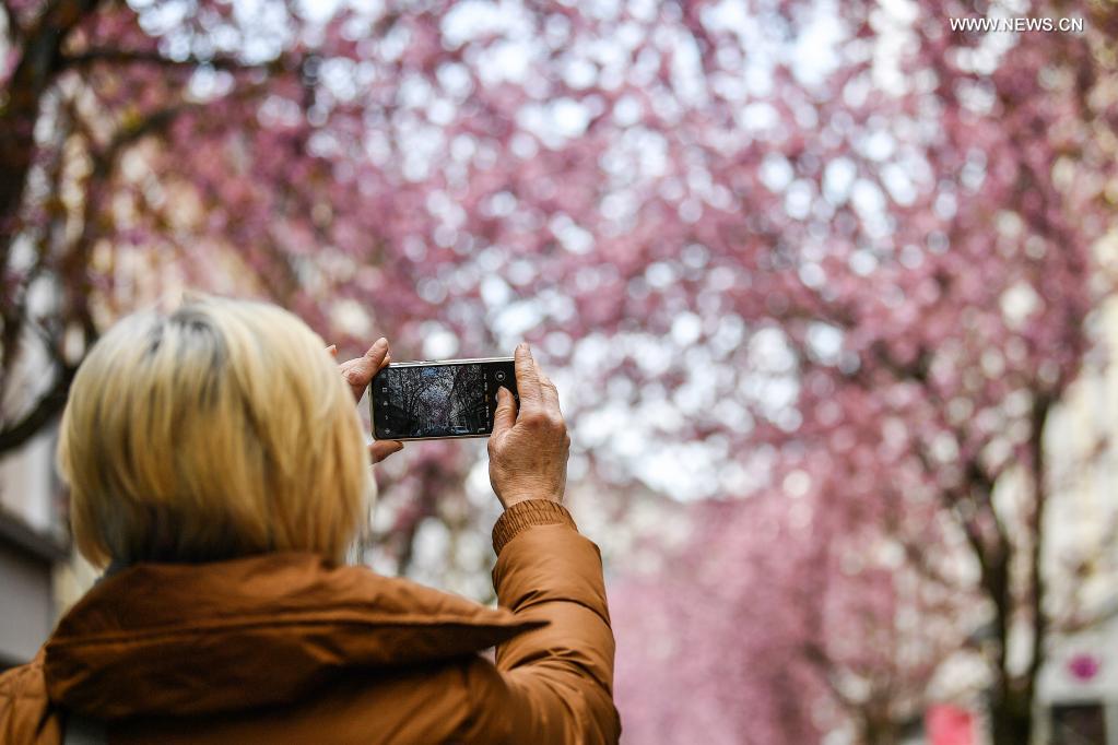 A visitor takes photos of blooming cherry trees in Bonn, Germany, April 13, 2021. (Photo by Ulrich Hufnagel/Xinhua)