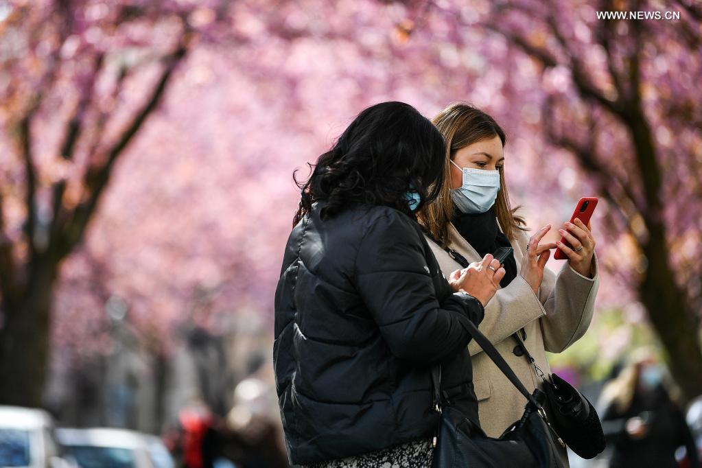 Visitors take photos of blooming cherry trees in Bonn, Germany, April 13, 2021. (Photo by Ulrich Hufnagel/Xinhua)