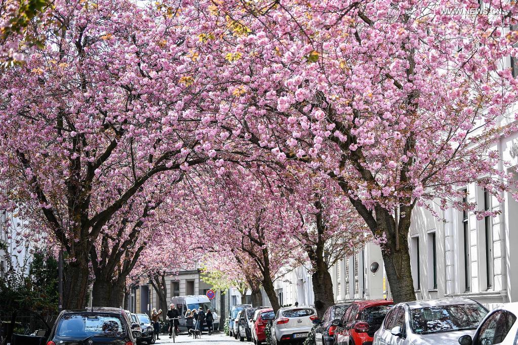 Blooming cherry trees are seen in Bonn, Germany, April 13, 2021. (Photo by Ulrich Hufnagel/Xinhua)