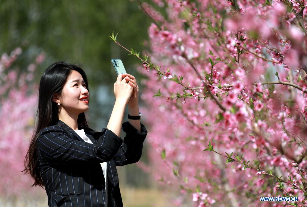 A tourist takes pictures of peach flowers at Jiagezhuang Village of Gu'an County, north China's Hebei Province, April 14, 2021. (Xinhua/Wang Xiao)