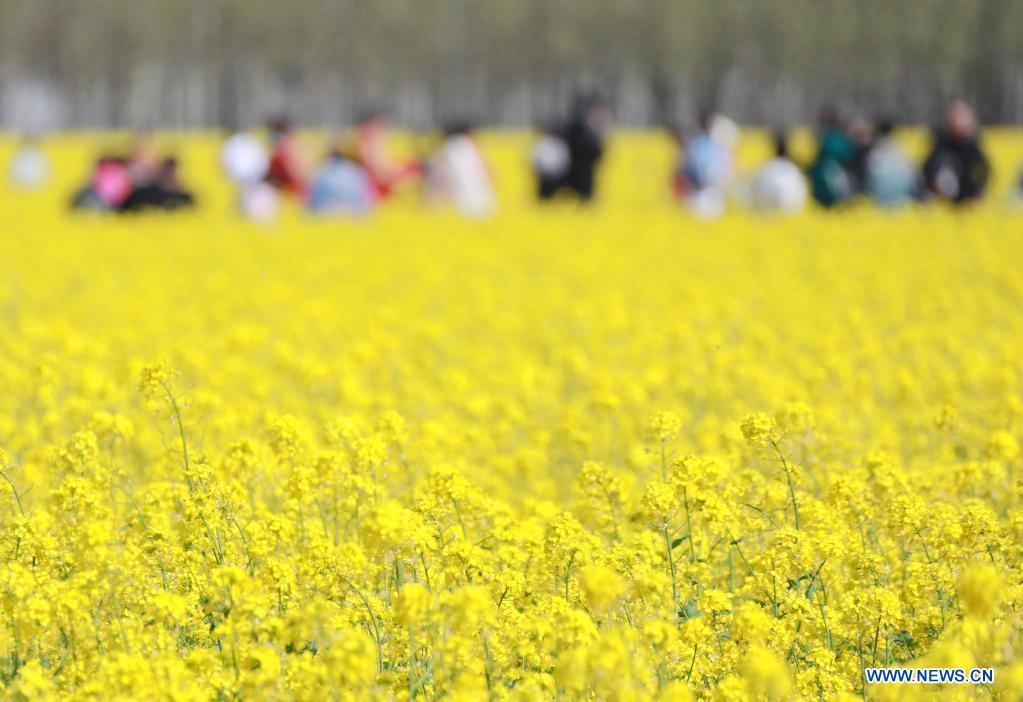 Tourists have fun at a cole flower field in Lincheng Village of Gu'an County, north China's Hebei Province, April 14, 2021. (Xinhua/Wang Xiao)