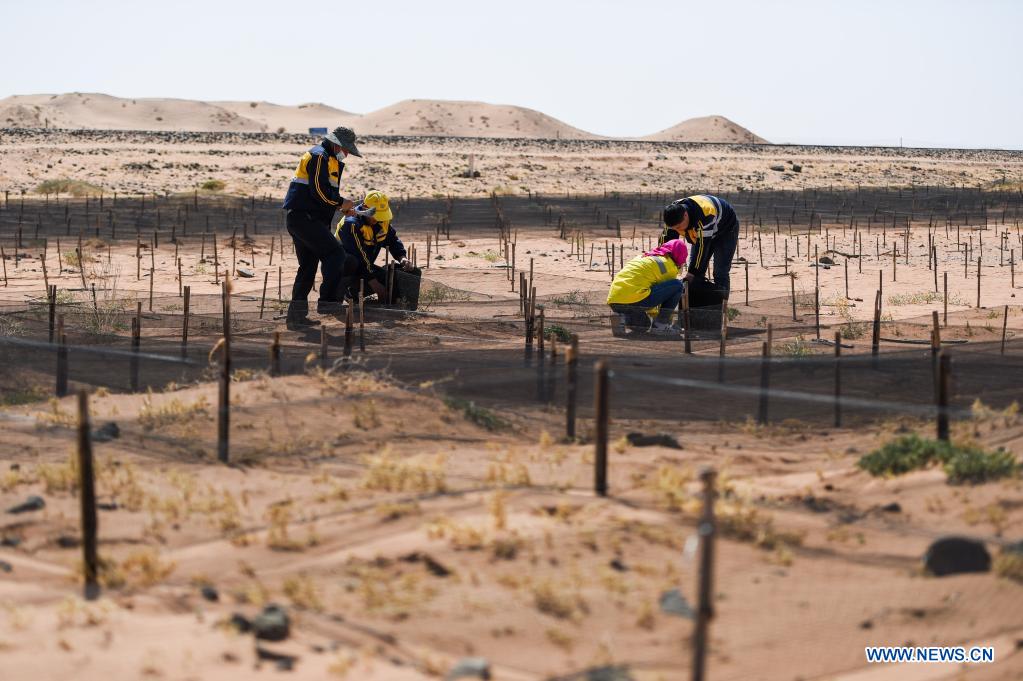 Workers make grids to contain the moving sand dunes along Linhe-Ceke railway in north China's Inner Mongolia Autonomous Region, April 14, 2021. With a total length of 768 kilometers, the Linhe-Ceke railway is one of the important junctions connecting Mongolia and China. Two passenger trains and nearly 40 freight trains run on it every day. In order to control the sand damage, eleven sand control stations have been set up along the Linhe-Ceke railway that traverses more than 400 kilometers of desert. The railway sand control workers are stationed here all year round to prevent the accumulation of quicksand on the railway lines and ensure the smooth railway transportation. (Xinhua/Lian Zhen)