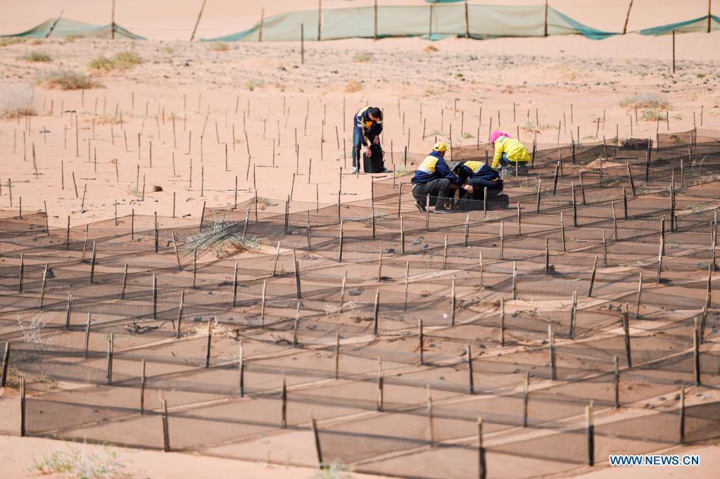 Workers make grids to contain the moving sand dunes along Linhe-Ceke railway in north China's Inner Mongolia Autonomous Region, April 14, 2021. With a total length of 768 kilometers, the Linhe-Ceke railway is one of the important junctions connecting Mongolia and China. Two passenger trains and nearly 40 freight trains run on it every day. In order to control the sand damage, eleven sand control stations have been set up along the Linhe-Ceke railway that traverses more than 400 kilometers of desert. The railway sand control workers are stationed here all year round to prevent the accumulation of quicksand on the railway lines and ensure the smooth railway transportation. (Xinhua/Lian Zhen)