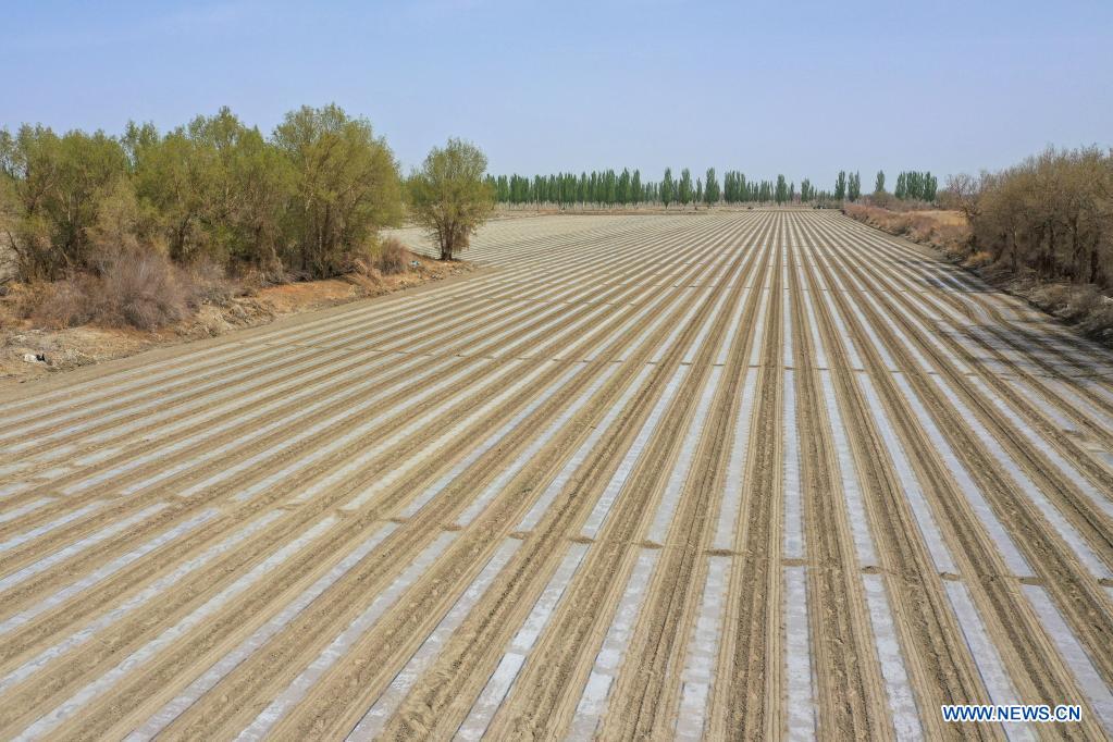 Aerial photo taken on April 13, 2021 shows a cotton field in Tungqeka Village of Xingping Township, Yuli County, Bayingolin Mongolian Autonomous Prefecture, northwest China's Xinjiang Uygur Autonomous Region. When he graduated from Xinjiang University of Finance and Economics in 2012, Dilshat Memet decided to invest in cotton planting in his hometown Yuli County. Although there was also a job offer as public servant in a nearby town, the prospects of cotton business sounded more appealing to Dilshat, who now owns a cotton farm with an area of about 66 hectares. Contrary to what some have pictured as a labor-intensive trade, modern cotton production in Xinjiang has largely been mechanized. In Dilshat's case, large cotton harvesters have been put to use since 2017, whereas film mulching seeders were already introduced on cotton fields run by his relatives more than a decade ago. 