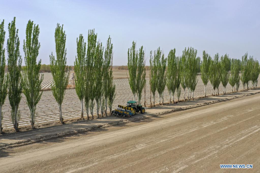 Aerial photo taken on April 13, 2021 shows a film mulching sower on its way to a cotton field in Tungqeka Village of Xingping Township, Yuli County, Bayingolin Mongolian Autonomous Prefecture, northwest China's Xinjiang Uygur Autonomous Region. When he graduated from Xinjiang University of Finance and Economics in 2012, Dilshat Memet decided to invest in cotton planting in his hometown Yuli County. Although there was also a job offer as public servant in a nearby town, the prospects of cotton business sounded more appealing to Dilshat, who now owns a cotton farm with an area of about 66 hectares. Contrary to what some have pictured as a labor-intensive trade, modern cotton production in Xinjiang has largely been mechanized. In Dilshat's case, large cotton harvesters have been put to use since 2017, whereas film mulching seeders were already introduced on cotton fields run by his relatives more than a decade ago. 