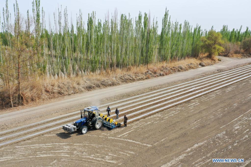 Aerial photo taken on April 13, 2021 shows a film mulching sower at work in a cotton field in Tungqeka Village of Xingping Township, Yuli County, Bayingolin Mongolian Autonomous Prefecture, northwest China's Xinjiang Uygur Autonomous Region. When he graduated from Xinjiang University of Finance and Economics in 2012, Dilshat Memet decided to invest in cotton planting in his hometown Yuli County. Although there was also a job offer as public servant in a nearby town, the prospects of cotton business sounded more appealing to Dilshat, who now owns a cotton farm with an area of about 66 hectares. Contrary to what some have pictured as a labor-intensive trade, modern cotton production in Xinjiang has largely been mechanized. In Dilshat's case, large cotton harvesters have been put to use since 2017, whereas film mulching seeders were already introduced on cotton fields run by his relatives more than a decade ago. 