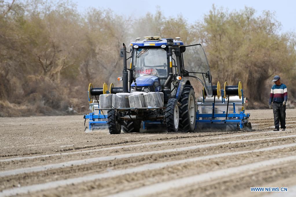 A film mulching sower is at work in a cotton field in Tungqeka Village of Xingping Township, Yuli County, Bayingolin Mongolian Autonomous Prefecture, northwest China's Xinjiang Uygur Autonomous Region, April 13, 2021. When he graduated from Xinjiang University of Finance and Economics in 2012, Dilshat Memet decided to invest in cotton planting in his hometown Yuli County. Although there was also a job offer as public servant in a nearby town, the prospects of cotton business sounded more appealing to Dilshat, who now owns a cotton farm with an area of about 66 hectares. Contrary to what some have pictured as a labor-intensive trade, modern cotton production in Xinjiang has largely been mechanized. In Dilshat's case, large cotton harvesters have been put to use since 2017, whereas film mulching seeders were already introduced on cotton fields run by his relatives more than a decade ago. 