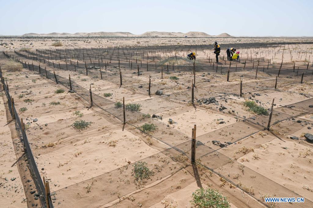 Workers make grids to contain the moving sand dunes along Linhe-Ceke railway in north China's Inner Mongolia Autonomous Region, April 14, 2021. With a total length of 768 kilometers, the Linhe-Ceke railway is one of the important junctions connecting Mongolia and China. Two passenger trains and nearly 40 freight trains run on it every day. In order to control the sand damage, eleven sand control stations have been set up along the Linhe-Ceke railway that traverses more than 400 kilometers of desert. The railway sand control workers are stationed here all year round to prevent the accumulation of quicksand on the railway lines and ensure the smooth railway transportation. (Xinhua/Lian Zhen)