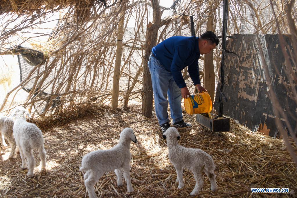 Cotton farmer Dilshat Memet feeds sheep at an animal husbandry cooperative in Tungqeka Village of Xingping Township, Yuli County, Bayingolin Mongolian Autonomous Prefecture, northwest China's Xinjiang Uygur Autonomous Region, April 13, 2021. When he graduated from Xinjiang University of Finance and Economics in 2012, Dilshat Memet decided to invest in cotton planting in his hometown Yuli County. Although there was also a job offer as public servant in a nearby town, the prospects of cotton business sounded more appealing to Dilshat, who now owns a cotton farm with an area of about 66 hectares. Contrary to what some have pictured as a labor-intensive trade, modern cotton production in Xinjiang has largely been mechanized. In Dilshat's case, large cotton harvesters have been put to use since 2017, whereas film mulching seeders were already introduced on cotton fields run by his relatives more than a decade ago. 