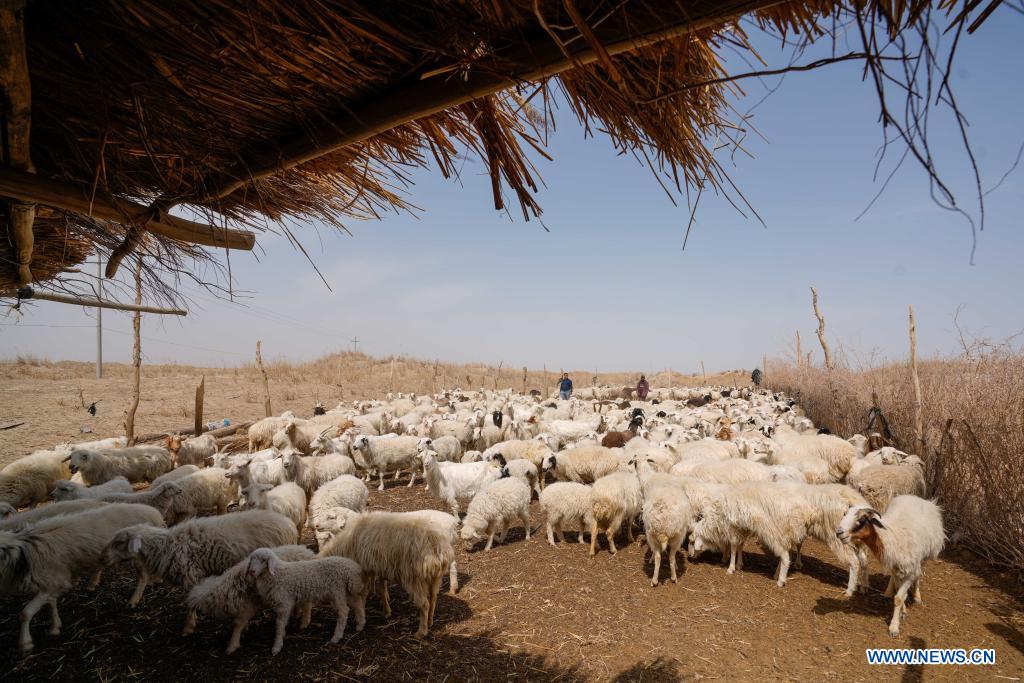 Photo taken on April 13, 2021 shows sheep raised by cotton farmer Dilshat Memet at an animal husbandry cooperative in Tungqeka Village of Xingping Township, Yuli County, Bayingolin Mongolian Autonomous Prefecture, northwest China's Xinjiang Uygur Autonomous Region. When he graduated from Xinjiang University of Finance and Economics in 2012, Dilshat Memet decided to invest in cotton planting in his hometown Yuli County. Although there was also a job offer as public servant in a nearby town, the prospects of cotton business sounded more appealing to Dilshat, who now owns a cotton farm with an area of about 66 hectares. Contrary to what some have pictured as a labor-intensive trade, modern cotton production in Xinjiang has largely been mechanized. In Dilshat's case, large cotton harvesters have been put to use since 2017, whereas film mulching seeders were already introduced on cotton fields run by his relatives more than a decade ago. 