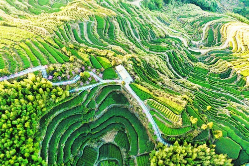 白交祠村梯田茶园(夏海滨摄)