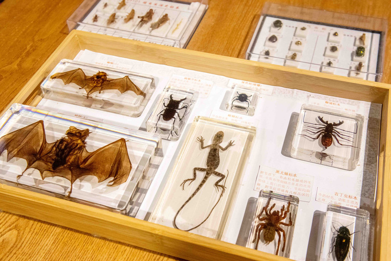 大梦探索乐园是深圳第一家拿了吉尼斯纪录的乐园，夏日亲子游好去