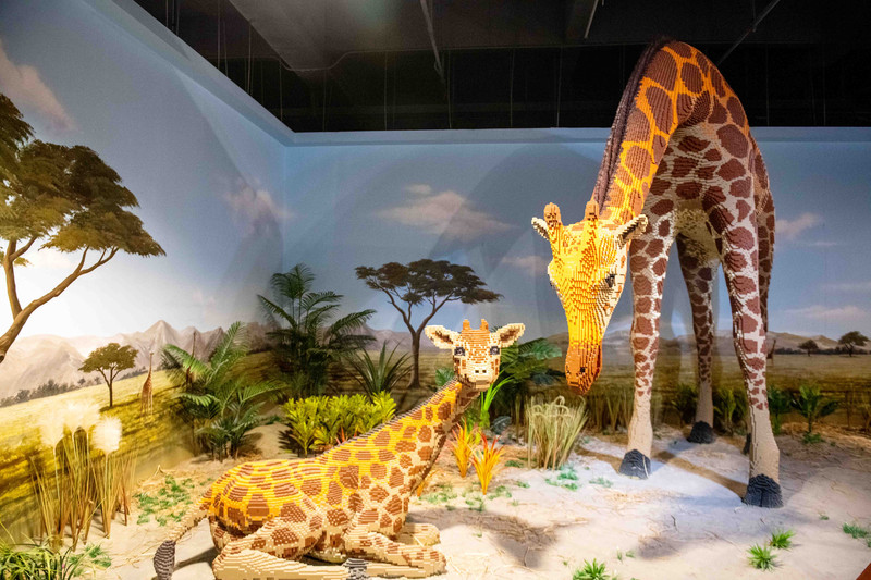 大梦探索乐园是深圳第一家拿了吉尼斯纪录的乐园，夏日亲子游好去