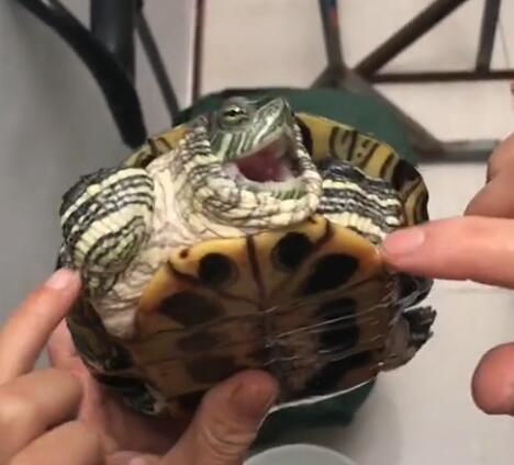 男子养乌龟被笑话他给乌龟挠痒看到乌龟的表情不淡定了