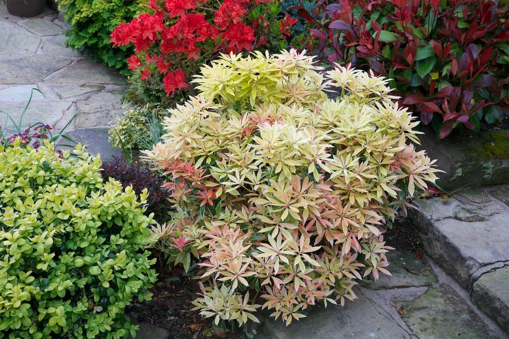 一百多买根马醉木的枝条,何不直接买盆栽,嫩叶鲜艳,花量丰富 一百多买根马醉木的枝条,何不直接买盆栽,嫩叶鲜艳,花量丰富