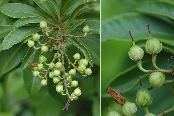 一百多买根马醉木的枝条,何不直接买盆栽,嫩叶鲜艳,花量丰富 一百多买根马醉木的枝条,何不直接买盆栽,嫩叶鲜艳,花量丰富