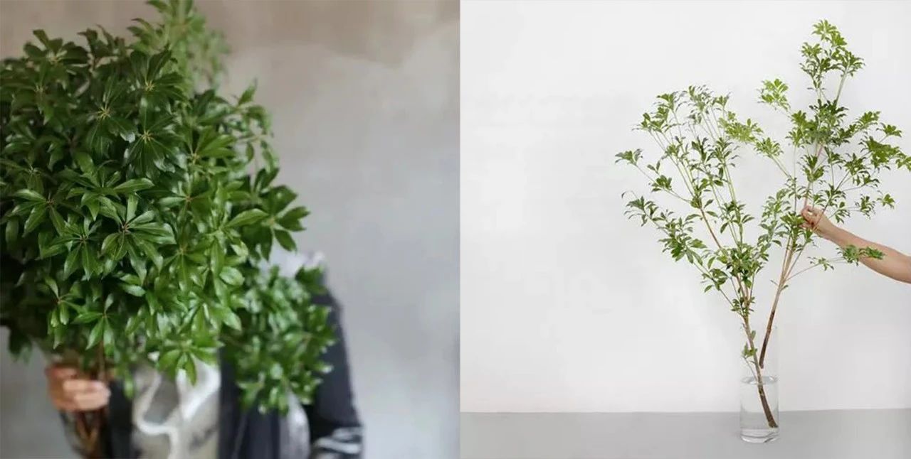 一百多买根马醉木的枝条,何不直接买盆栽,嫩叶鲜艳,花量丰富 一百多买根马醉木的枝条,何不直接买盆栽,嫩叶鲜艳,花量丰富