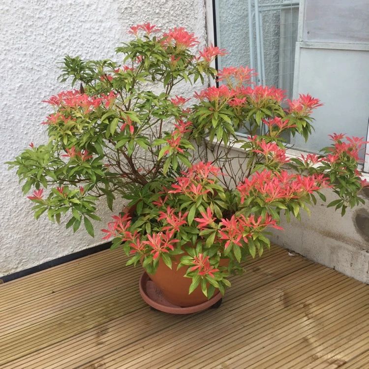 一百多买根马醉木的枝条,何不直接买盆栽,嫩叶鲜艳,花量丰富 一百多买根马醉木的枝条,何不直接买盆栽,嫩叶鲜艳,花量丰富