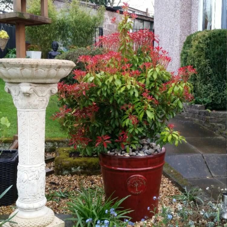 一百多买根马醉木的枝条,何不直接买盆栽,嫩叶鲜艳,花量丰富 一百多买根马醉木的枝条,何不直接买盆栽,嫩叶鲜艳,花量丰富