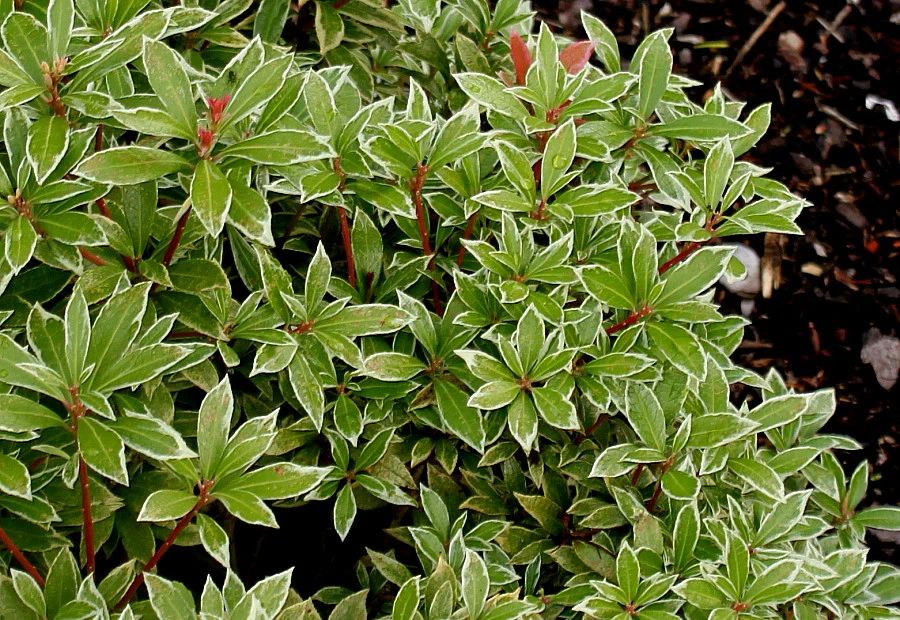 一百多买根马醉木的枝条,何不直接买盆栽,嫩叶鲜艳,花量丰富 一百多买根马醉木的枝条,何不直接买盆栽,嫩叶鲜艳,花量丰富