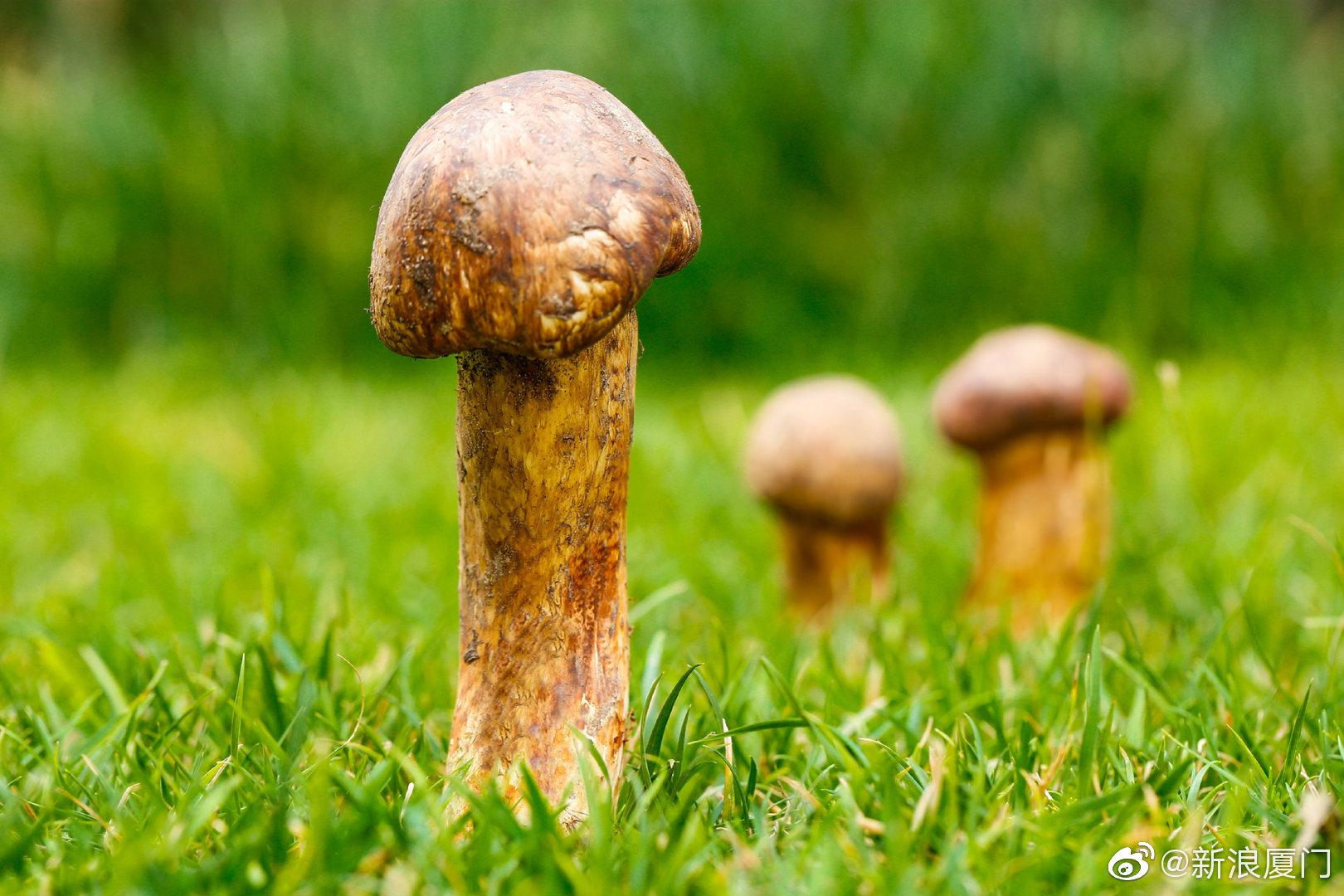 预防野生蘑菇中毒的消费提示-荔枝网