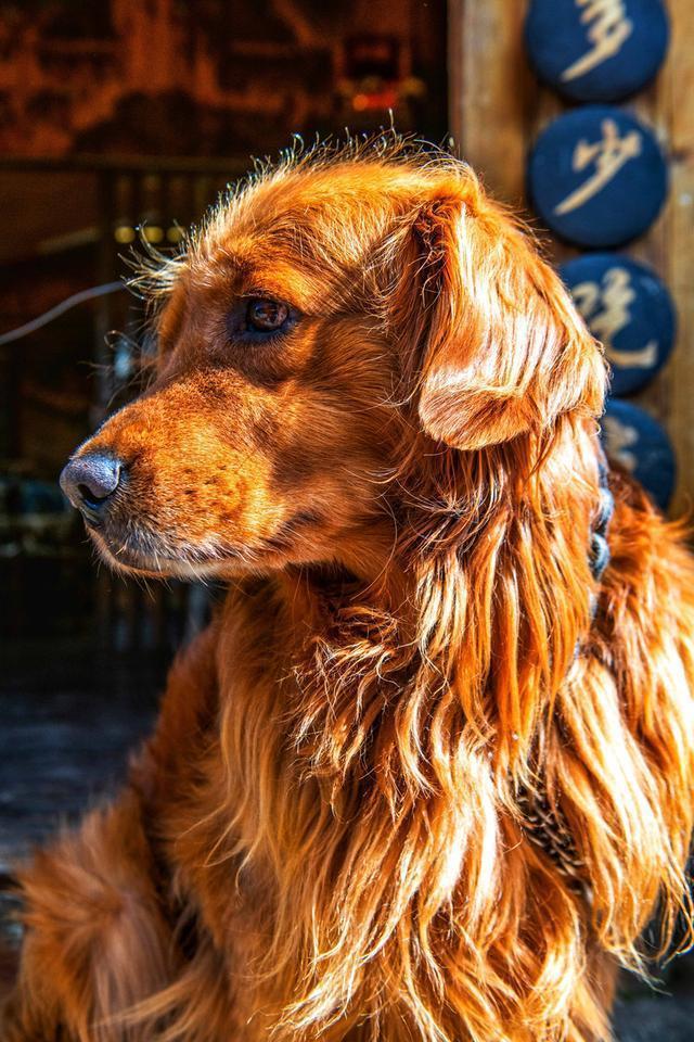 束河一个高峰之下的村寨，四季都很美，是云南超值得打卡的文艺地