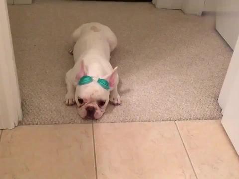 泳镜排行_小泳镜何以“绊倒”海训先进连