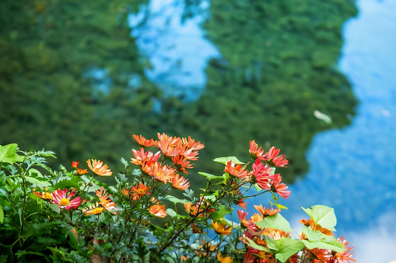 束河一个高峰之下的村寨，四季都很美，是云南超值得打卡的文艺地