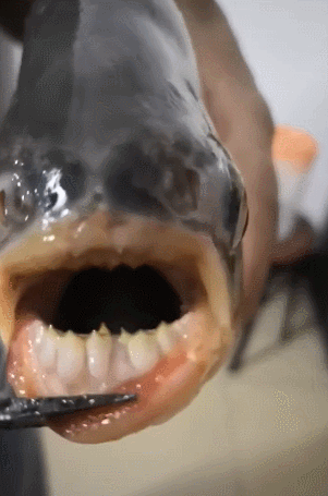 男子捕捉到一条食人鱼,扒开鱼牙齿时:比人类的牙齿还要大