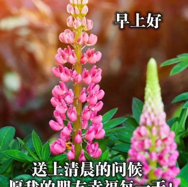 2021年最美祝福图片,2021年最好看的图片 深入人心的早安问候经典语录 2021最美早安问候图片
