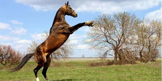 吃草的马突然抬头看了看,下一秒直接发动攻击,真是出乎意料