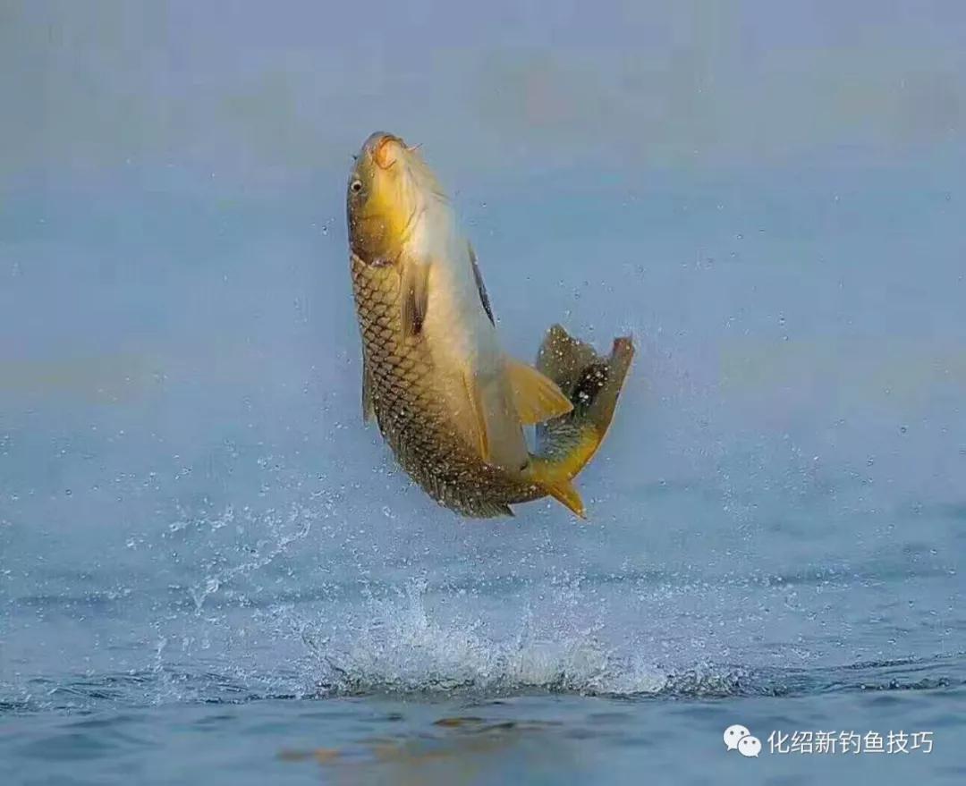 民间老手的钓鲤心得专攻大中型水库的大鲤鱼来得正是时候