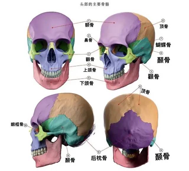 上下颌骨的骨骼位置和大小形状搭配的很好,与额头形成天庭饱满,地阁