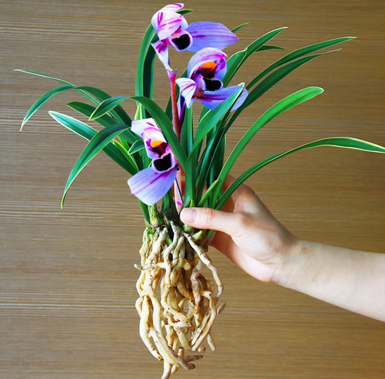 建兰"新宠"紫月荷,花色顶级,金边线艺,仙气十!