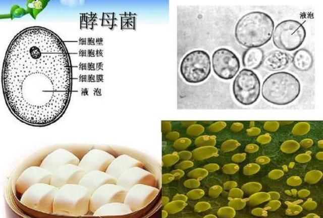 既然酵母是单细胞生物，新陈代谢快，为什么它的蛋白嘌呤不高？