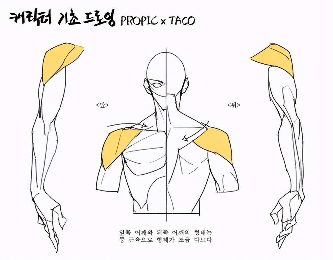 绘画手臂的主要肌肉结构-普画网
