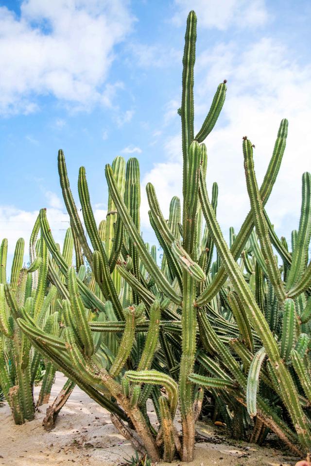 来游厦门植物园赏植物界奇观,超适合夏季去避暑打卡拍照! 来游厦门植物园赏植物界奇观,超适合夏季去避暑打卡拍照!