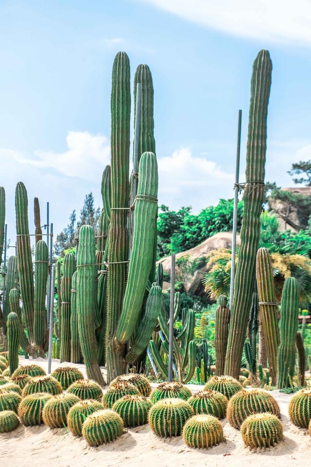 来游厦门植物园赏植物界奇观，超适合夏季去避暑打卡拍照！