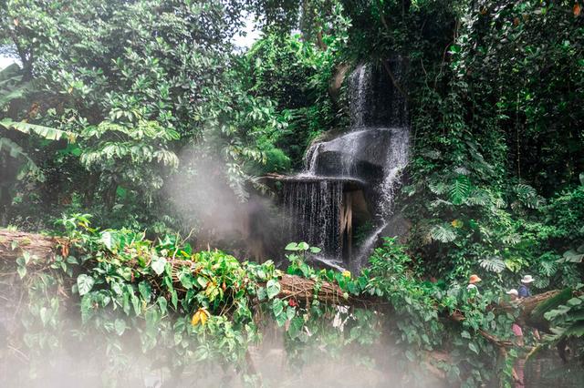 来游厦门植物园赏植物界奇观,超适合夏季去避暑打卡拍照! 来游厦门植物园赏植物界奇观,超适合夏季去避暑打卡拍照!