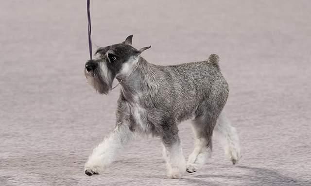 寻根问祖系列(21):标准雪纳瑞犬(standard schnauzer)