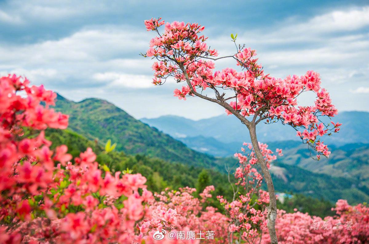 高姥山杜鹃花节2021,2021西泰山杜鹃花节 浙江磐安·高姥山 今年高姥(mǔ)山的杜鹃花开得比往年早
